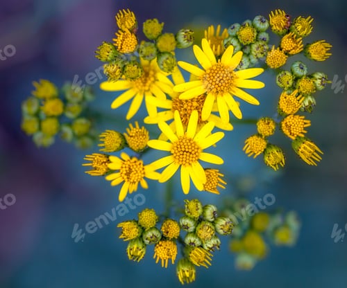Preview: Ragwort on green and purple background