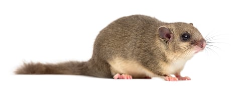 Preview: Edible dormouse in front of a white background