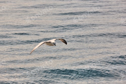 Preview: Fulmar bird flying over the atlantic ocean. Faroe islands, Denmark