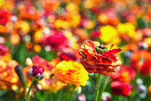 Preview: Blooming wildflowers, colorful buttercups on a kibbutz in southern Israel