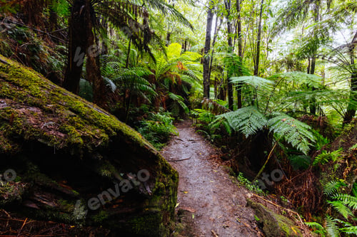 Preview: La La Falls in Warburton Australia