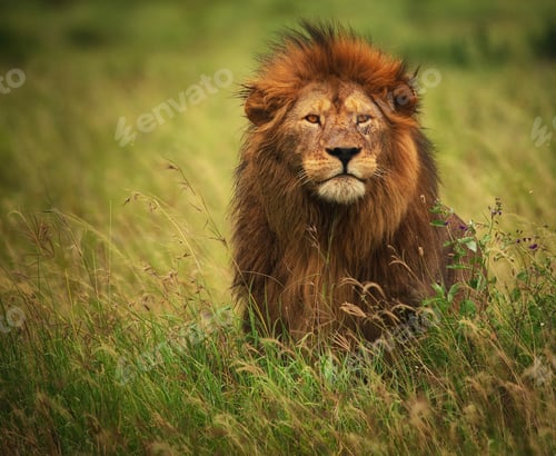 Preview: A Best wildlife vacations in Pictures