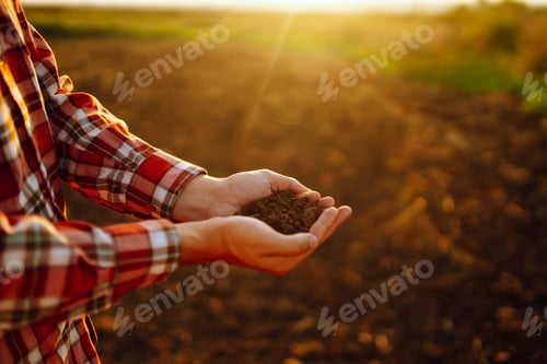Preview: Hand of expert farmer collect soil and checking soil health before growth a seed of vegetable.