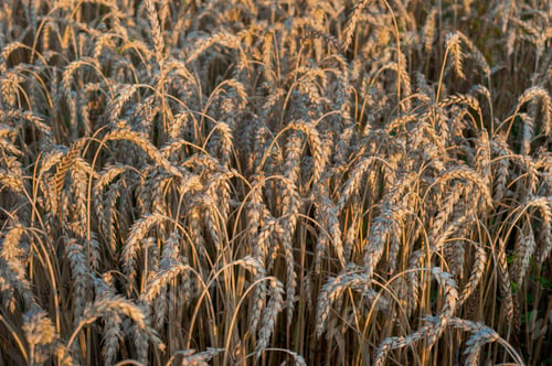Preview: harvest time, harvest in Ukraine, ripe dry ear of wheat