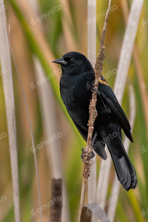 Preview: Red-winged Blackbird
