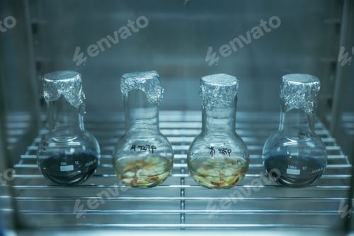Preview: Test tubes with Trichoderma and Sclerotinia in the laboratory