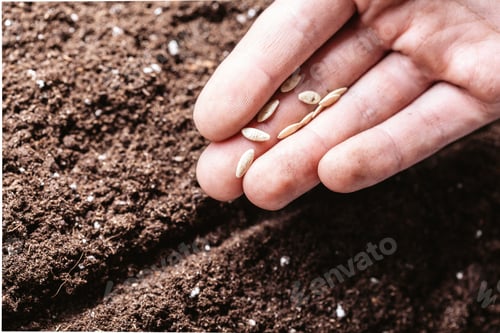 Preview: Closeup of a males hand planting seeds