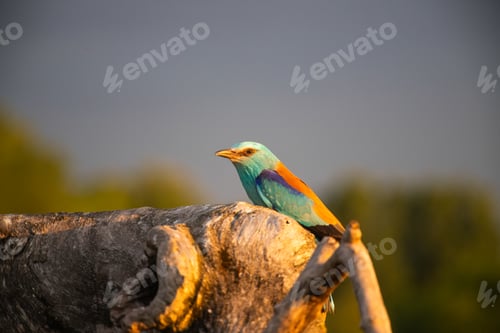 Preview: European roller (Coracias garrulus) bird.