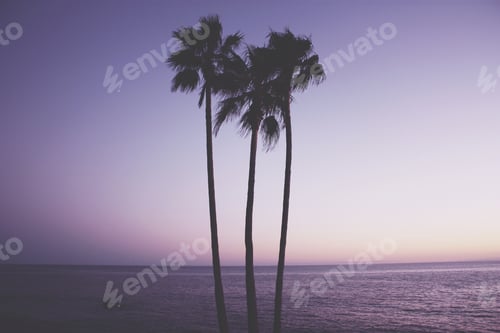 Preview: Palm Trees Silhouetted Against a Pale Sunset Sky