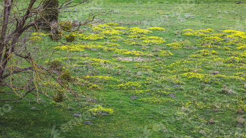 Preview: Forest Glade with green grass and yellow dandelion flowers and white daisies