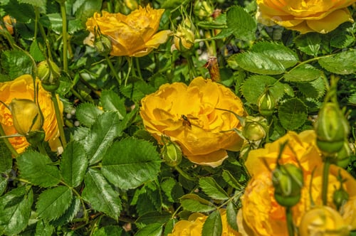 Preview: Golden celebration rose flowers on green leaves background