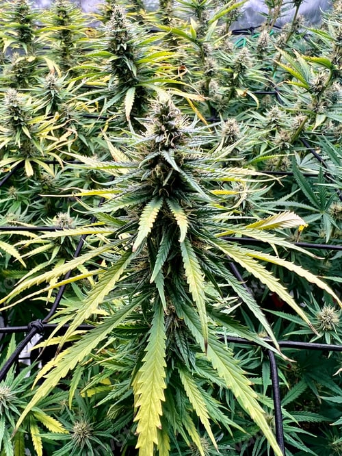 Preview: Vertica shot of a greenhouse of cannabis plants with green and yellow leaves