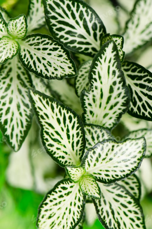 Preview: Green leaves