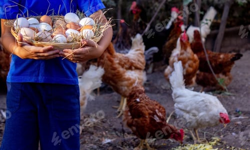 Preview: the boy holds a basket with chicken eggs in his hands, on the background of the farm.