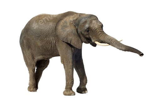 Preview: Elephant