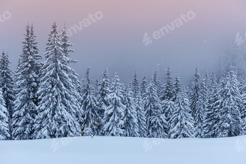 Preview: A calm winter scene. Firs covered with snow stand in a fog. Beautiful scenery on the edge of the