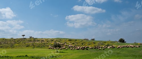 Preview: Shepherd herding sheep in green field on sunny day