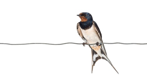 Preview: Barn Swallow, Hirundo rustica, perched on a wire against white background