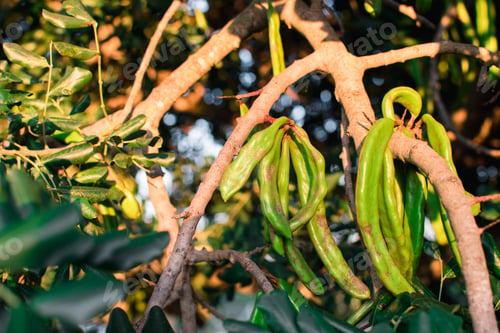 Preview: Bunch of green carob beans hanging from the carob tree.