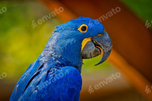 Preview: Closeup of a vibrant macaw parrot showcasing its blue feathers against a blur background.