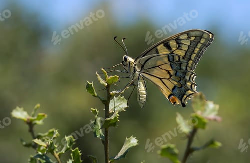 Preview: Natural life; butterfly in nature. Fauna / flora concept.
