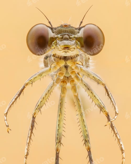 Preview: damselfly