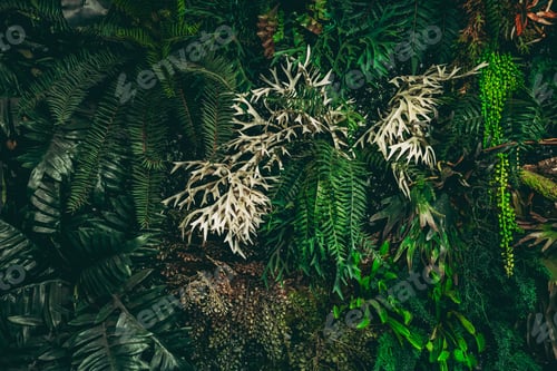 Preview: Close-up view of a group of tropical green leaves, textured and abstract background.