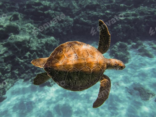 Preview: Green sea turtle from Cyprus