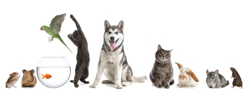 Preview: Group of different domestic animals on white background, collage