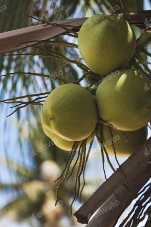 Preview: branch of fresh coconuts growing on palm tree