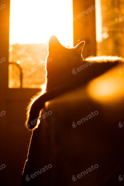 Vista previa: Cat silhouette orange glow