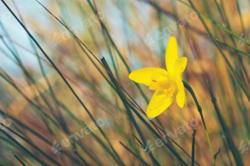 Preview: nature view of flower in tropical forest under sunlight. Natural greenery plants landscape