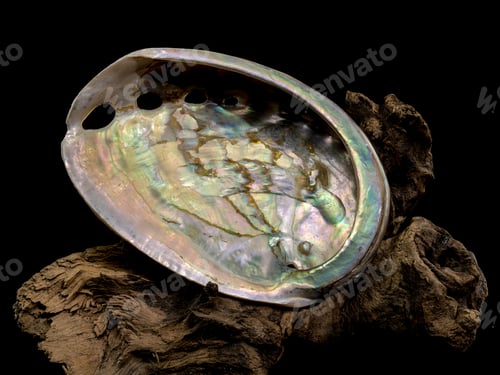 Preview: Haliotis asinina Shell on Driftwood black background