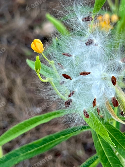 Preview: Tropical Milkweed.