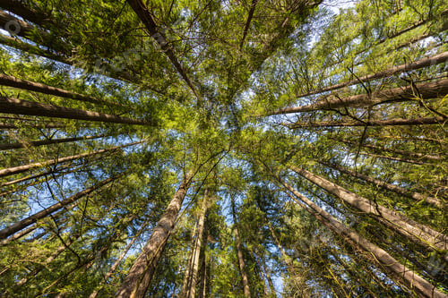 Preview: Tall trees of the Pacific Northwest forest