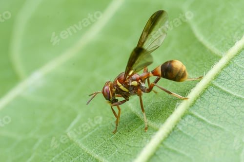Preview: wasp