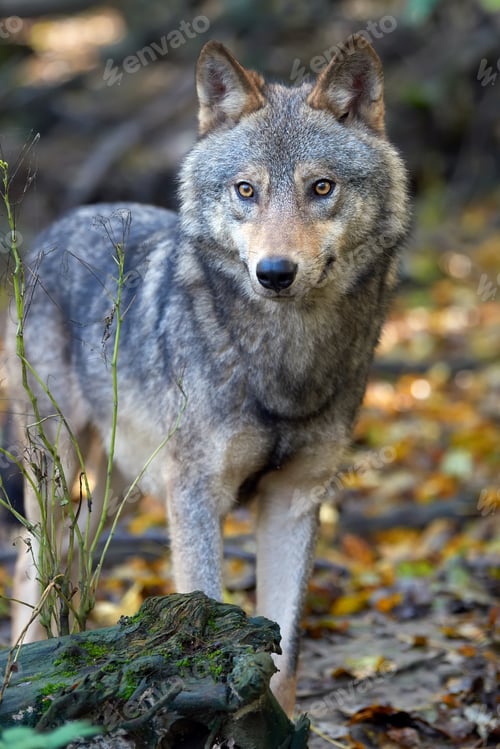 Preview: Wolf hunting in the forest
