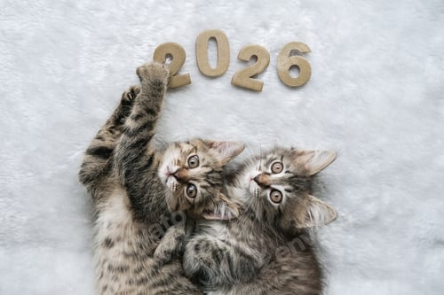 Visualização: Dois adoráveis gatinhos malhados se deitam em um cobertor branco fofo, um segurando números dourados de madeira 2026