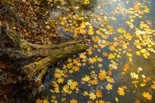 Preview: Colorful autumn landscape. Autumn nature with yellow leaves.