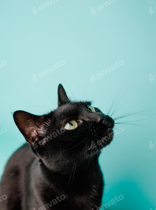 Preview: Black cat looking up on turquoise background