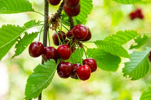 Preview: Ripe cherries on a tree branch