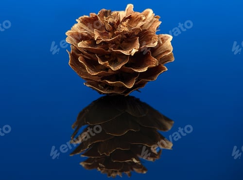 Preview: Closeup dry plant conifer cone with reflection on a blue acrylic board