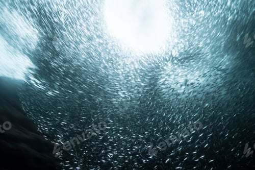 Preview: Shoals of sardine being hunted by red snappers