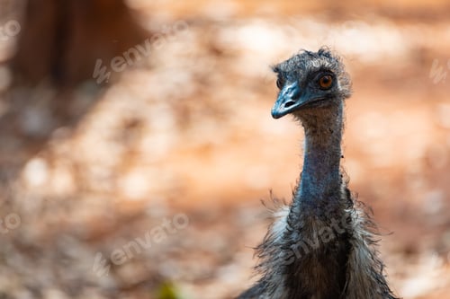 Preview: African ostrich standing and strolling around in zoo with dead and dried leaves fallen