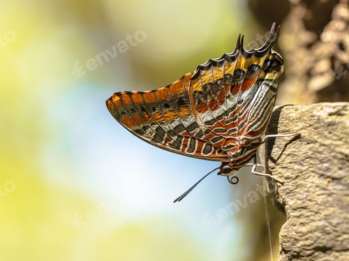 Preview: Pasha Beautiful butterfly on trunk