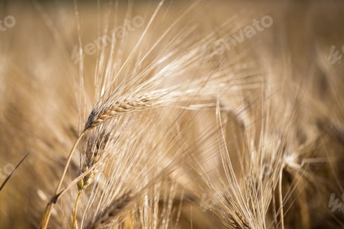 Preview: golden barley field and sunny day
