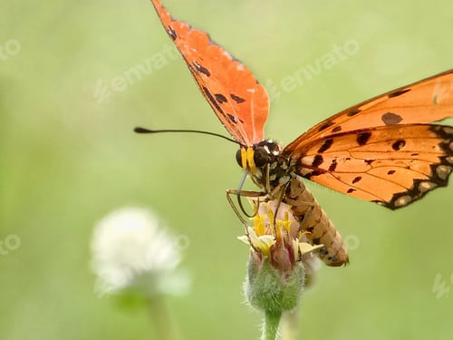 Preview: Butterfly