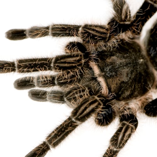 Preview: Zebra tarantula or Aphonopelma seemanni