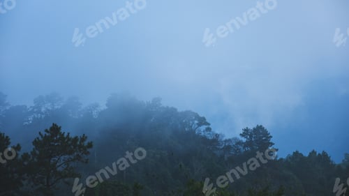 Preview: Trees in the forest on foggy day