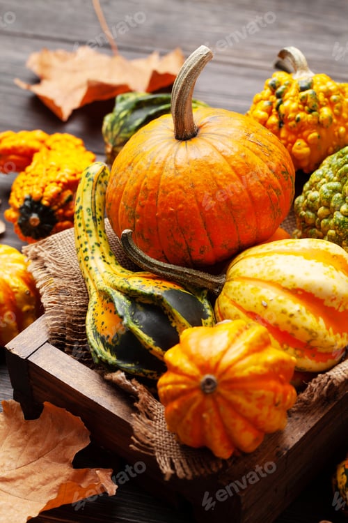 Preview: Various colorful squashes and pumpkins